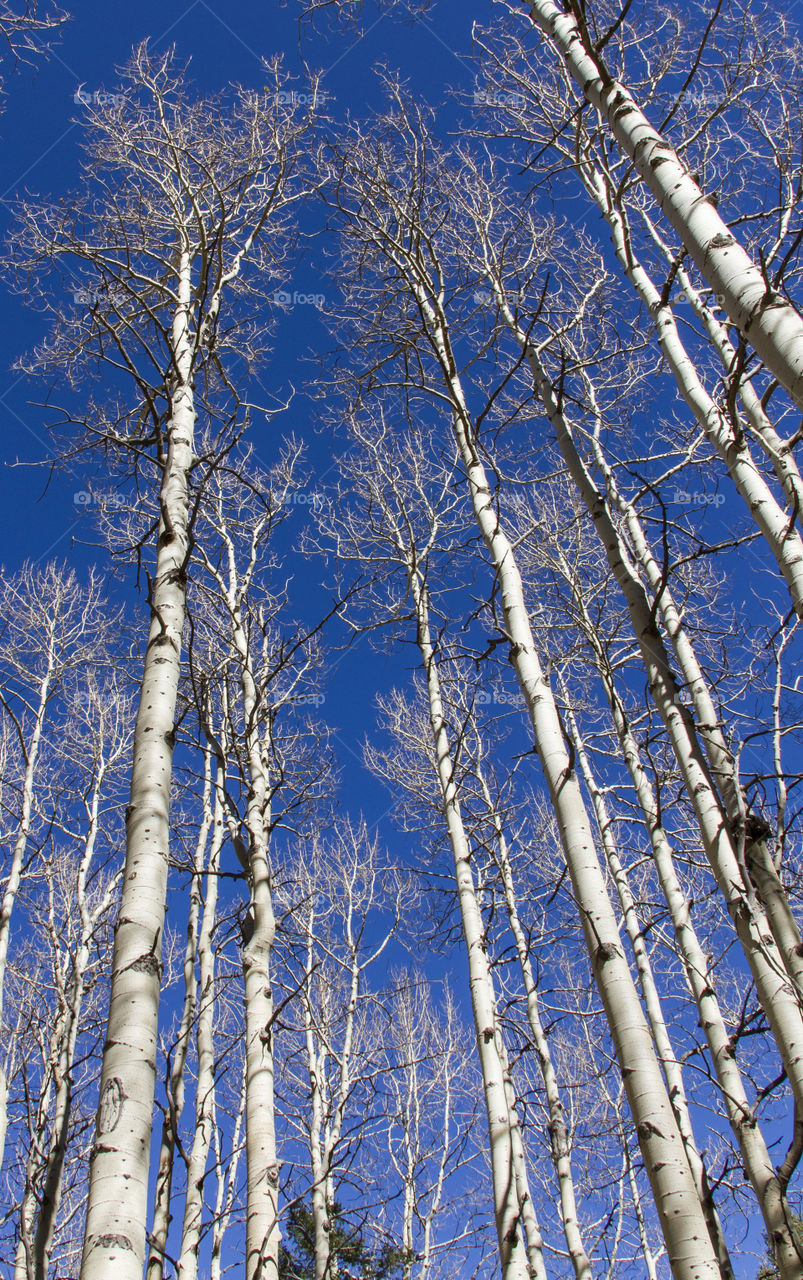 Birch trees in the fall