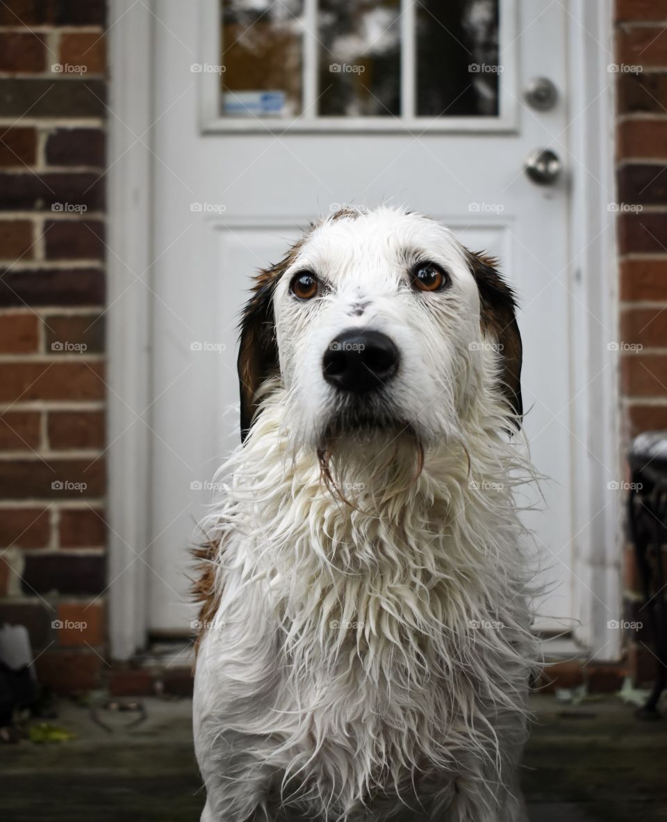 Cute mixed breed dog with wet fur after a bath sitting on porch 