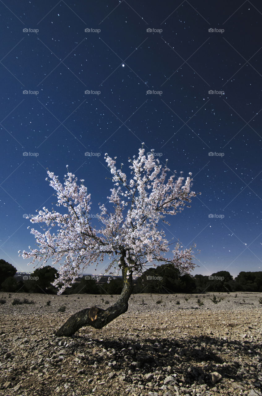 Tree blooming at night
