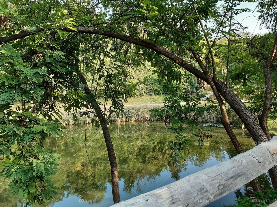 reflection of the trees in the lake during the Fall
