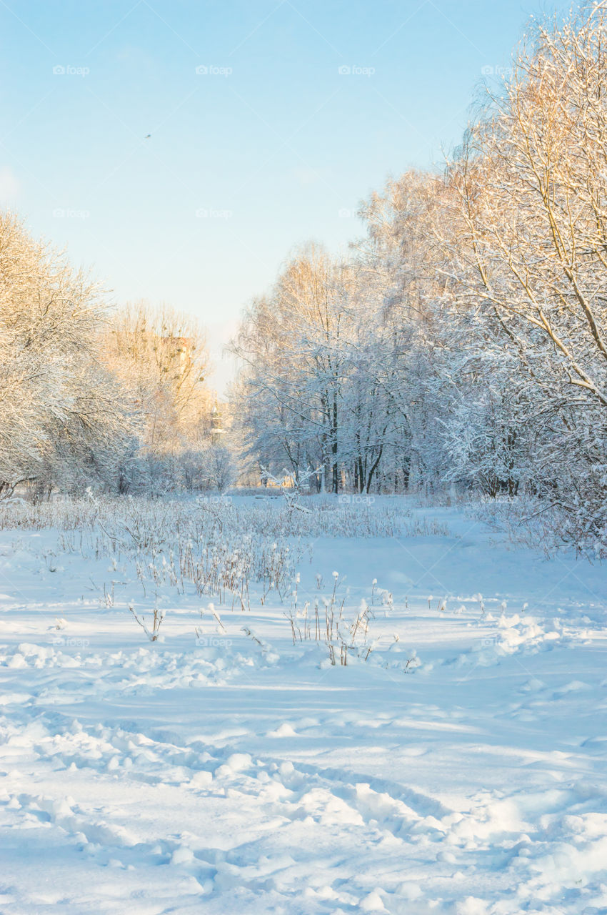 Forest in every season