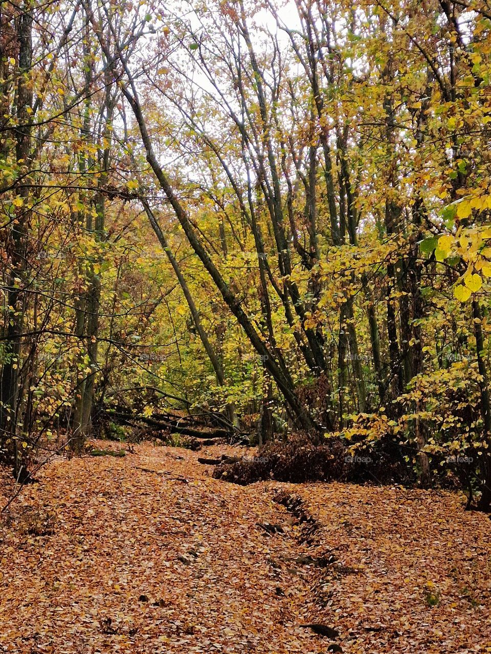 autumn in the forest