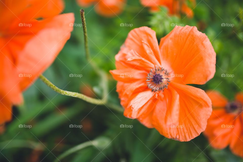 Poppy 