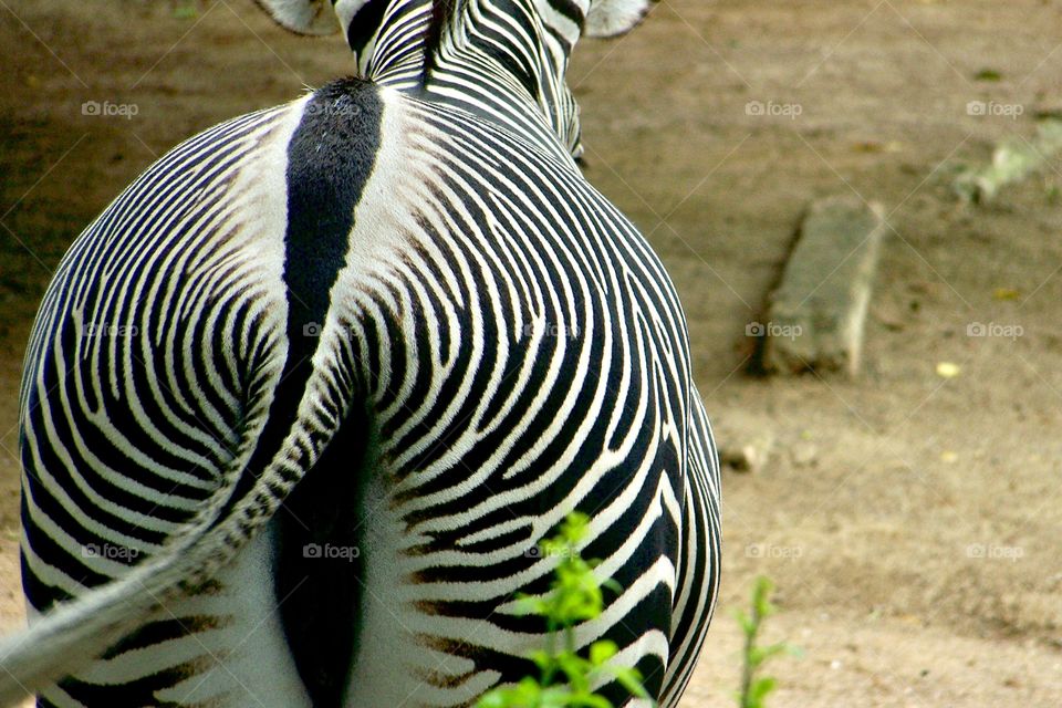 Zebra from behind 