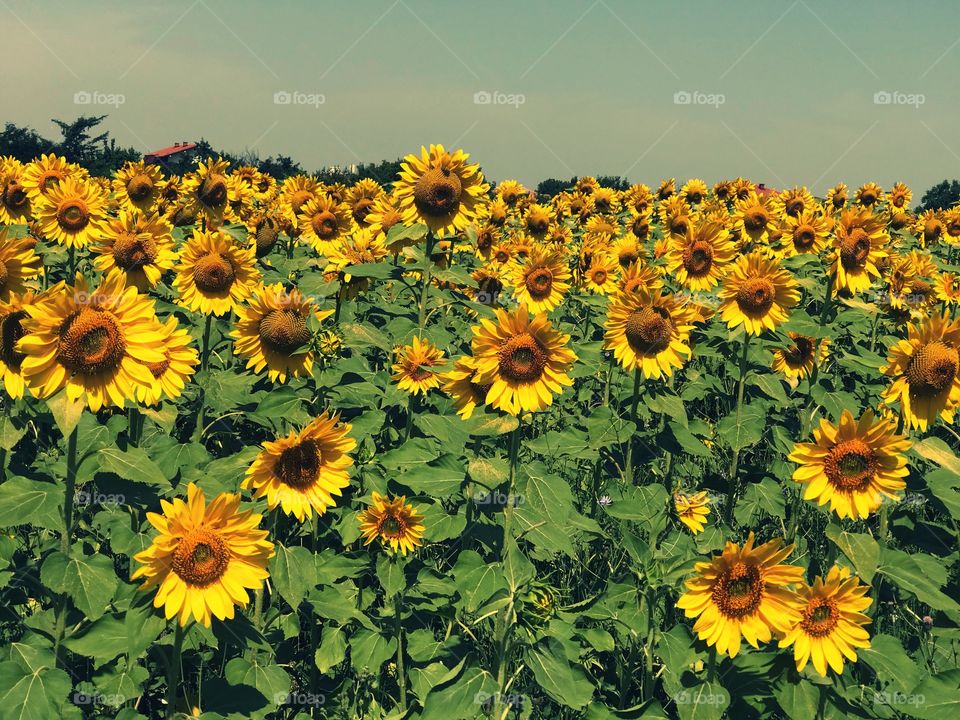 Sunflowers