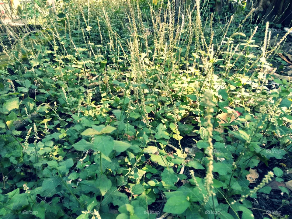 Nature