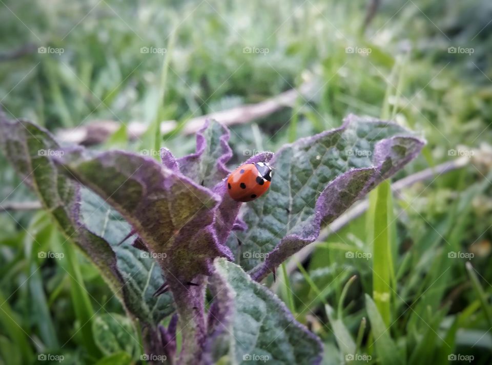 Orange Ladybug on a Purple Weed in A Green Pasture