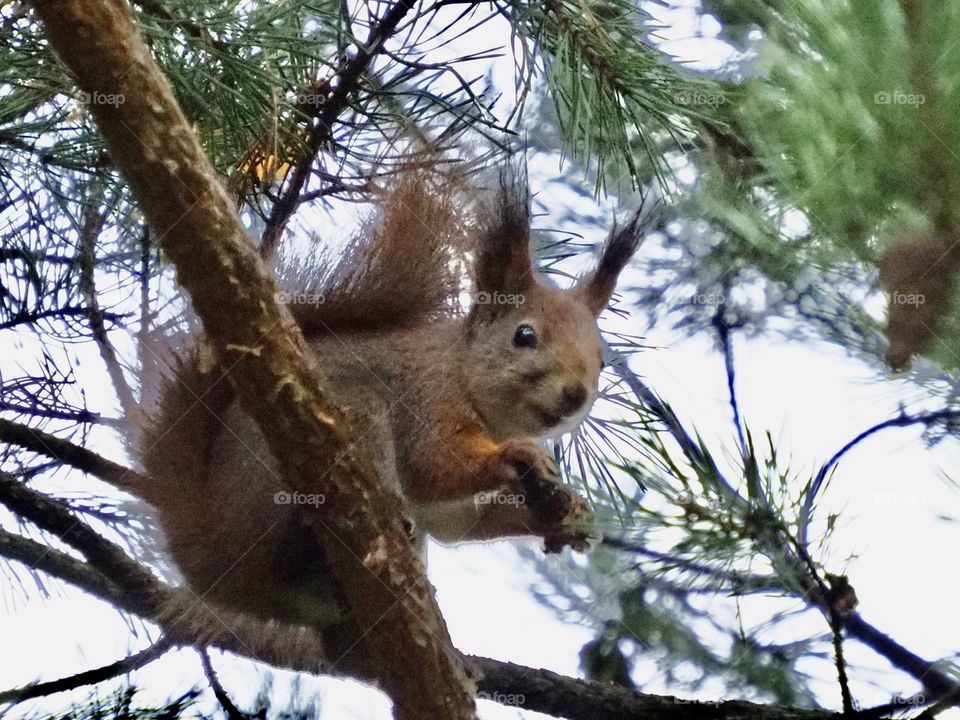 Squirrel
