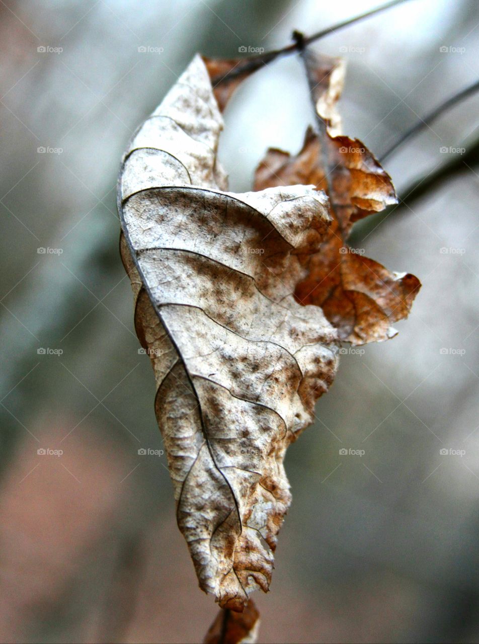 dried leaf