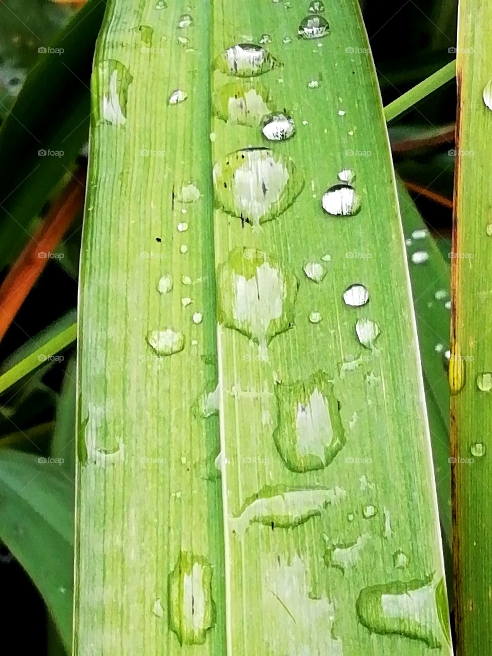 Raindrops on leaf