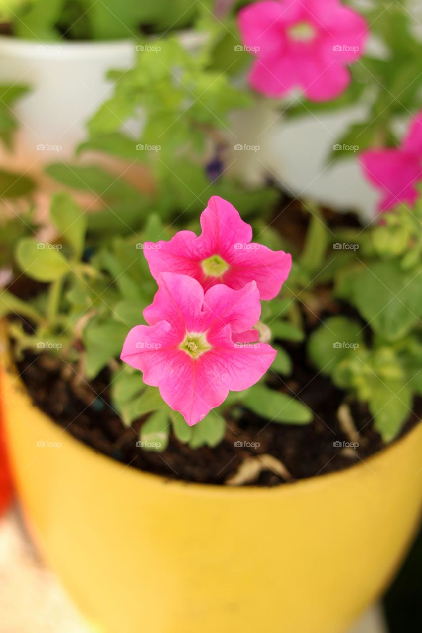 Pink Flowers