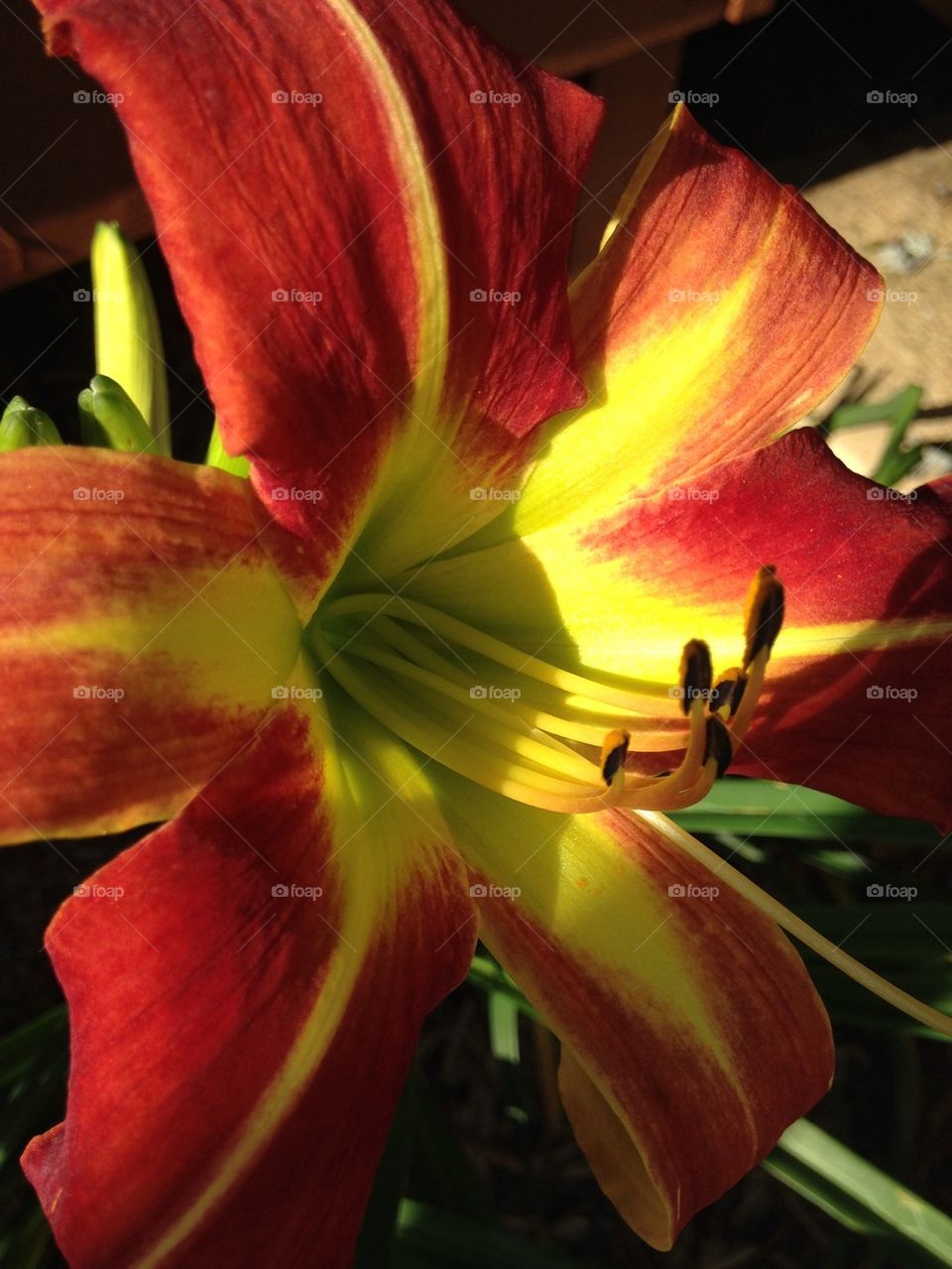 Close-up of day lily flower