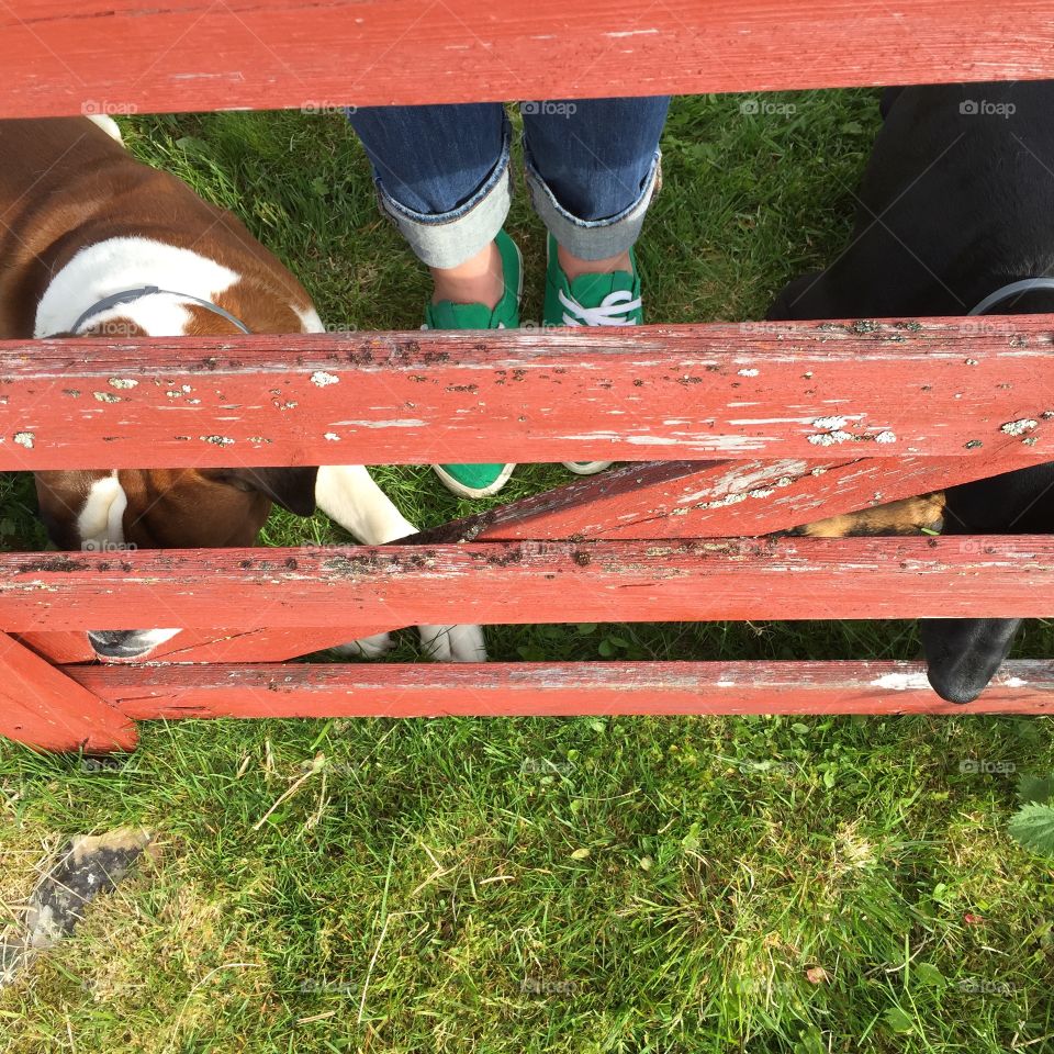 Waiting for sheep to come ;) . Waiting outside cabin for sheeps to come closer ;))