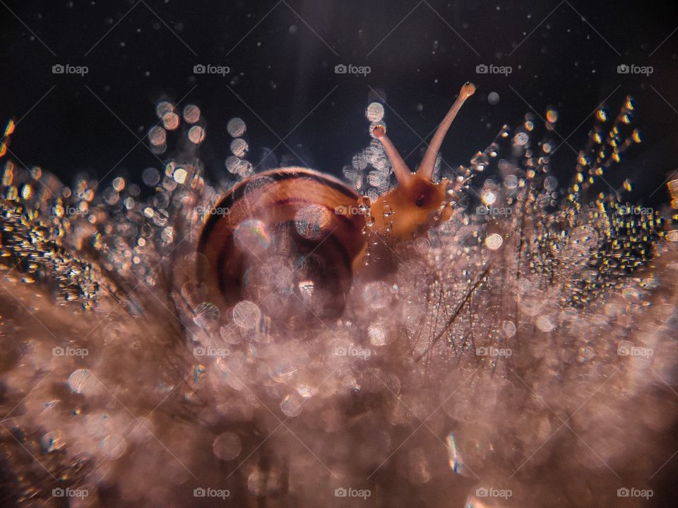 snail on dandelion after rain