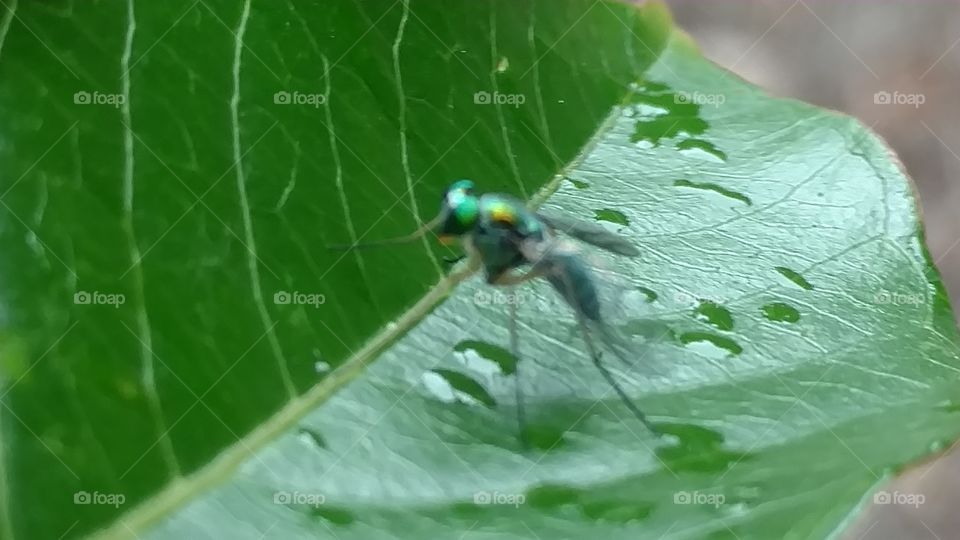 Insect, Nature, Leaf, Outdoors, Environment