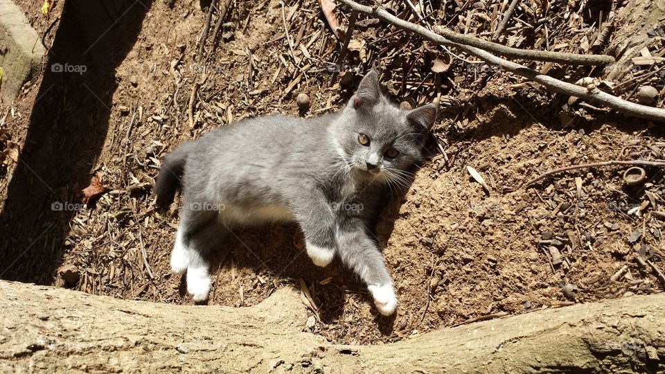 gray kitten outside