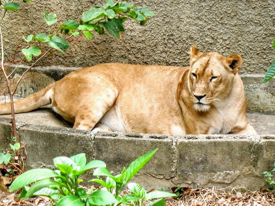 lion mom