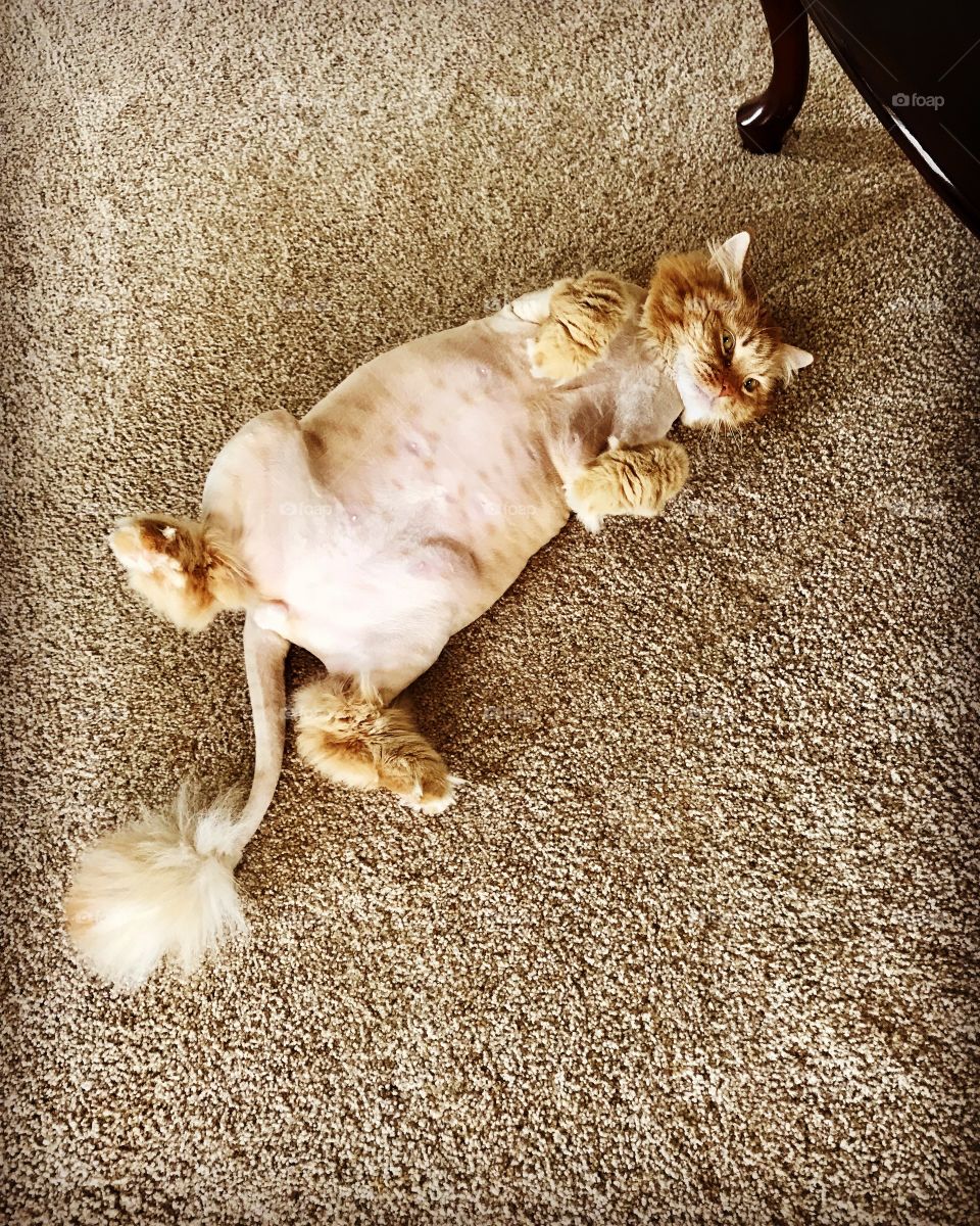 Baby Leo the lion cat after his grooming appointment. He’s now a shaved ginger lion