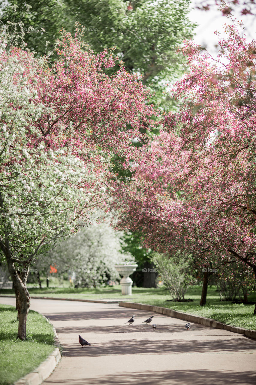 Blossom alley of crabapple at sunny day