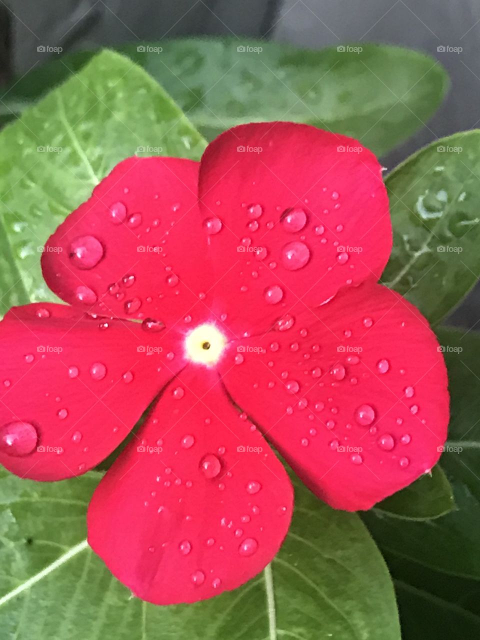 Red flowers with leaves under rain water 