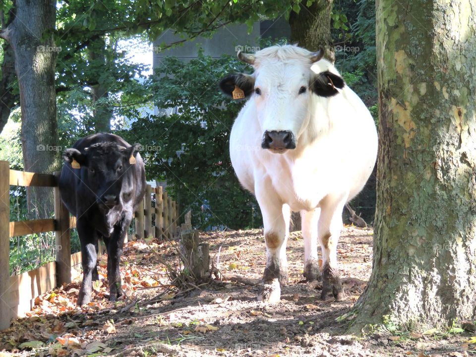 beautiful cows