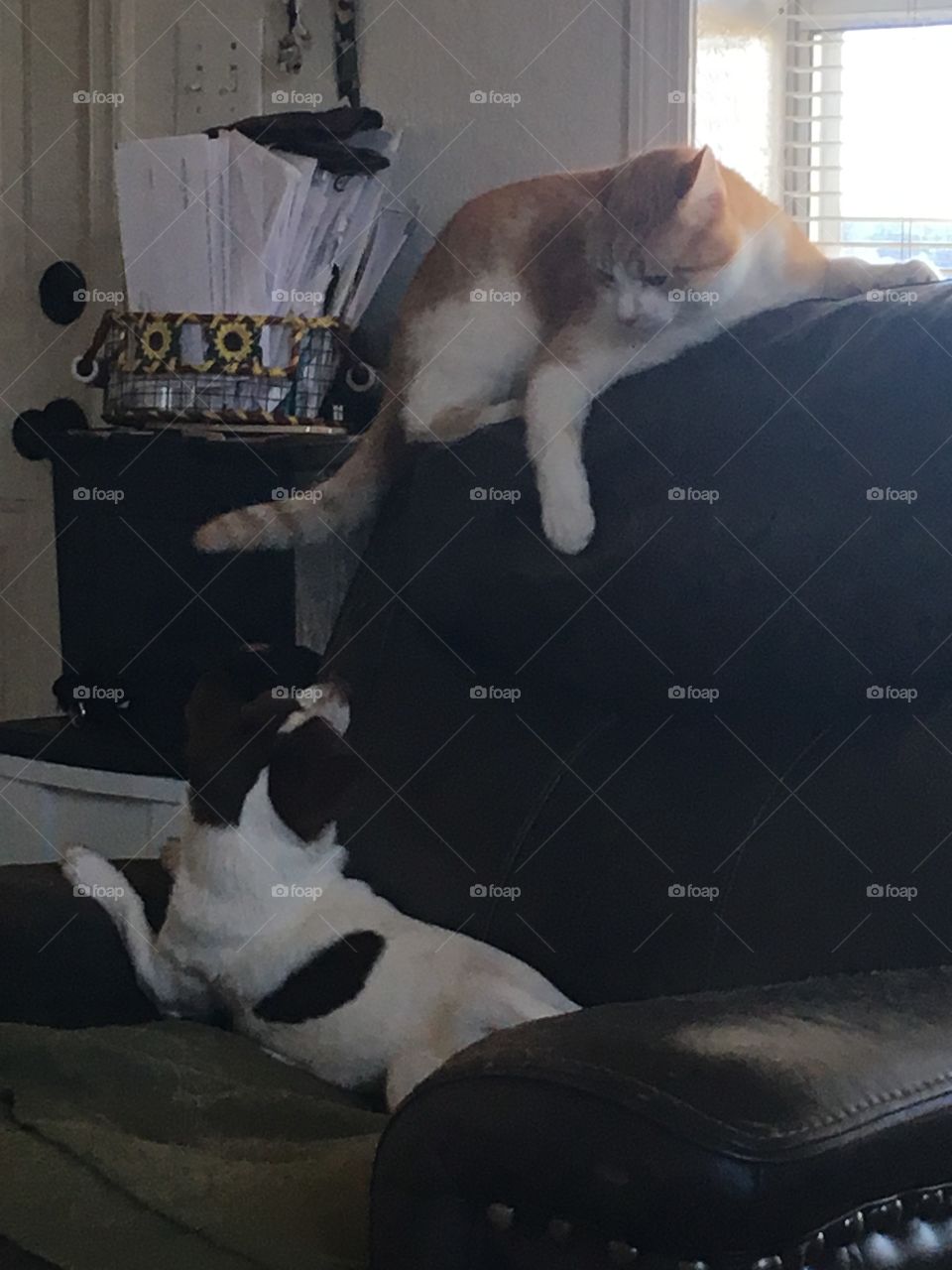 Play time for these youngsters their best friends forever. These guys can play for hours.