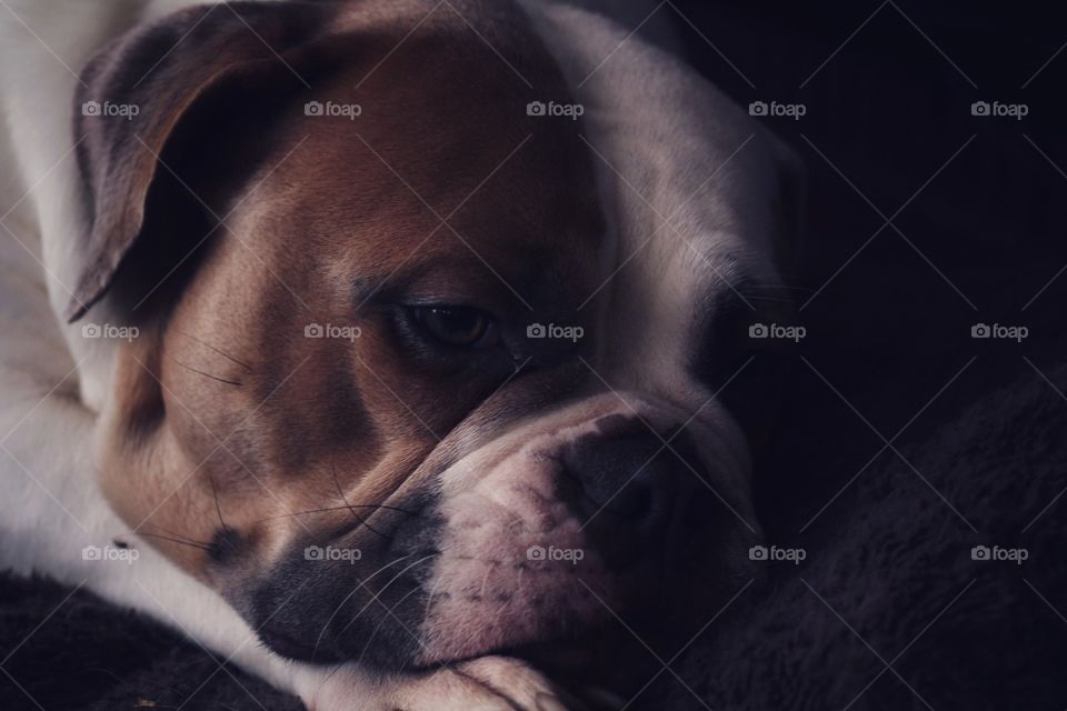 Dog old English bulldog lie down in her place sleepy tired face relax chilling time 