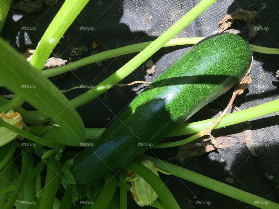 Growing zucchini