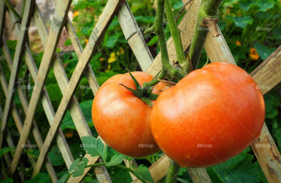 Tomatoes