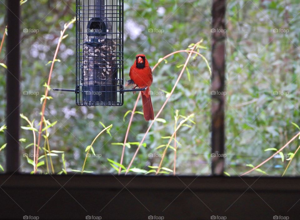 Male cardinal visiting the bird feeder through the window. 
Framing the photo draws focus to the subject in the photo by blocking other parts of the image with something in the scene