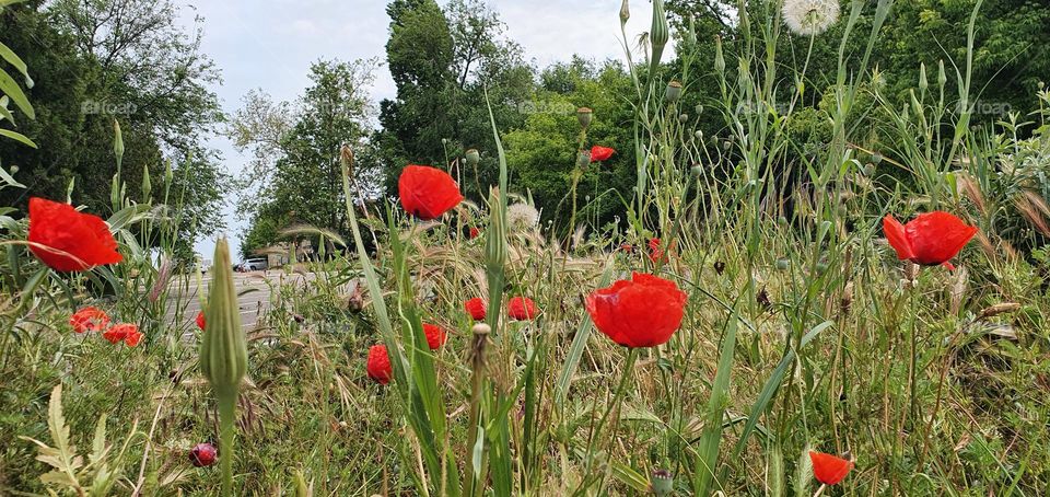 Red flowers