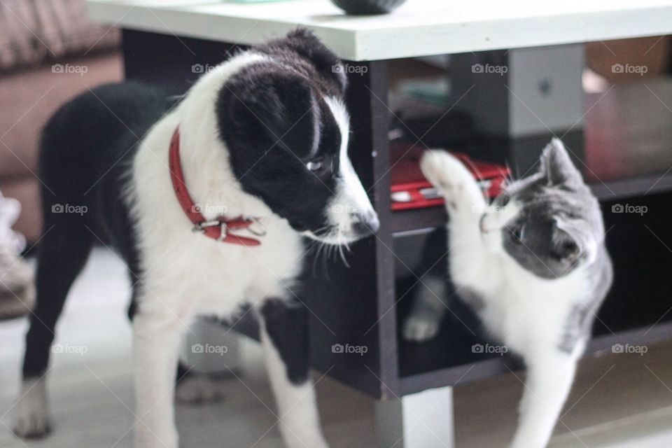 Close-up of dog and kitten