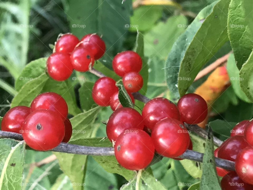Common Honeysuckle, Wild red berries