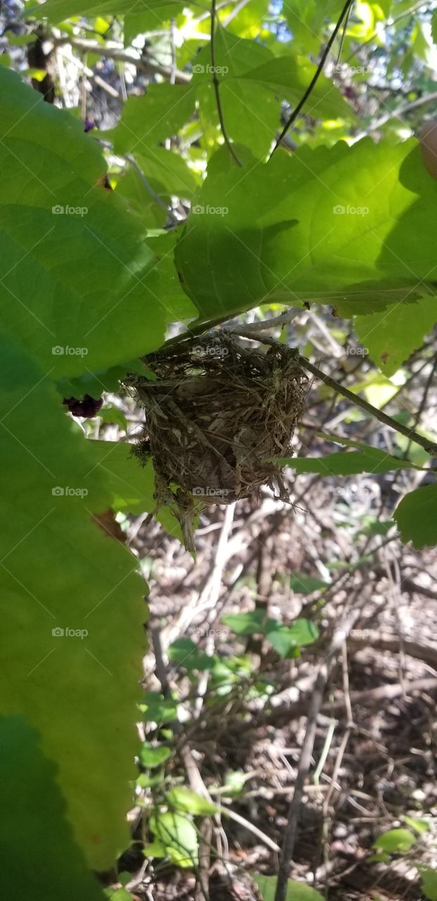This tiny bird's nest was hanging in the branches of a beautyberry bush.