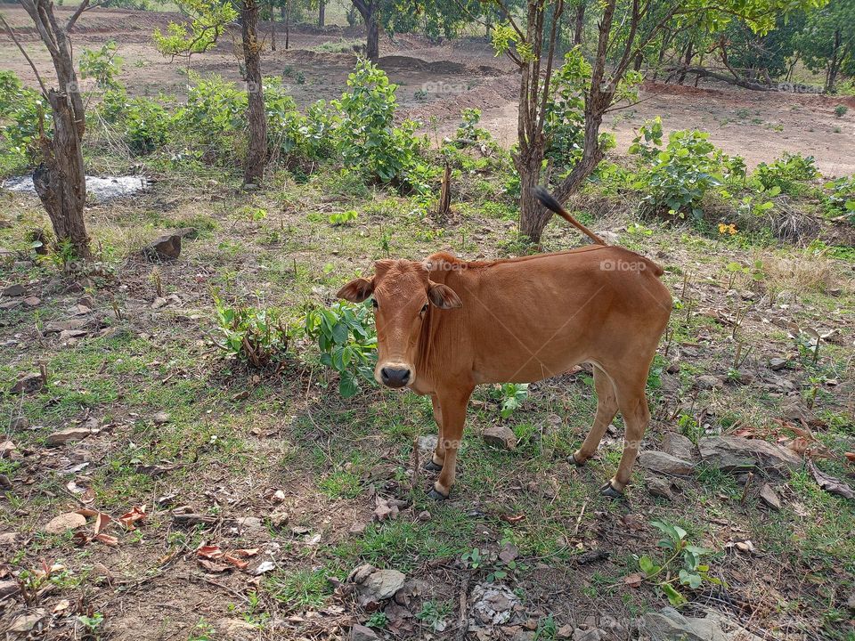 a cow image so nice picture ground
cow is wow