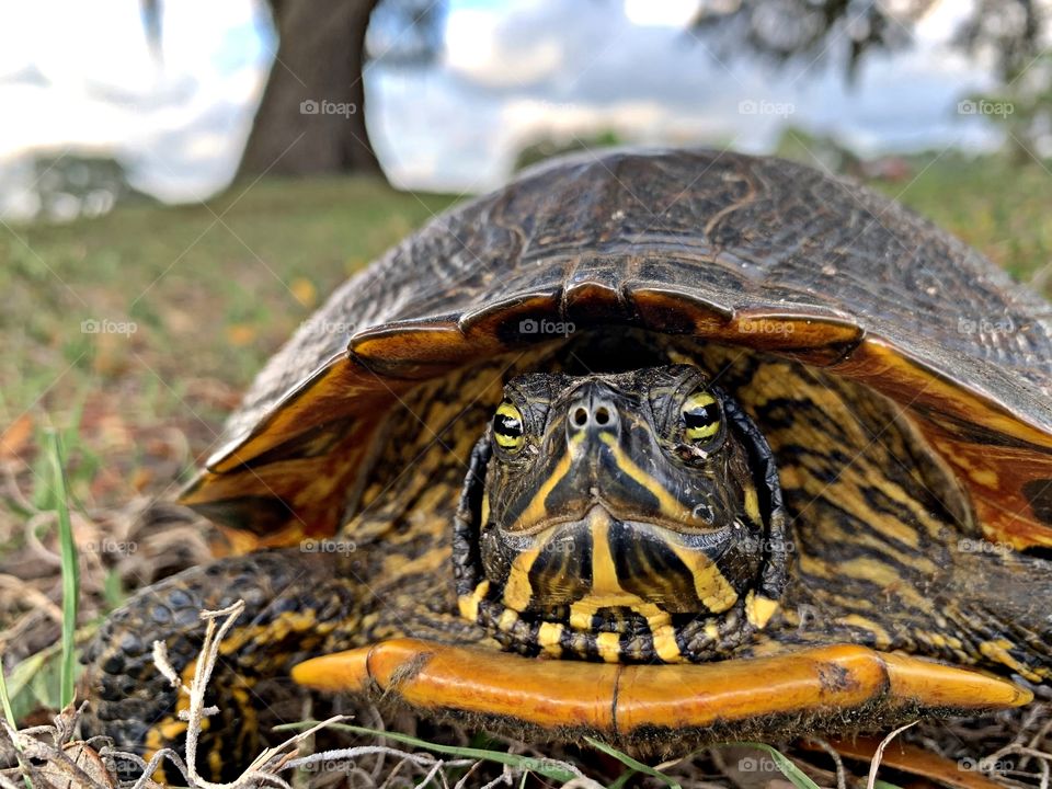 Animals captured on camera - working face to face to take a close up shot of Mrs. Turtle. She was burrowing to hide her eggs.