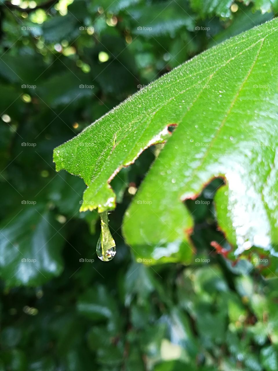 Raindrop