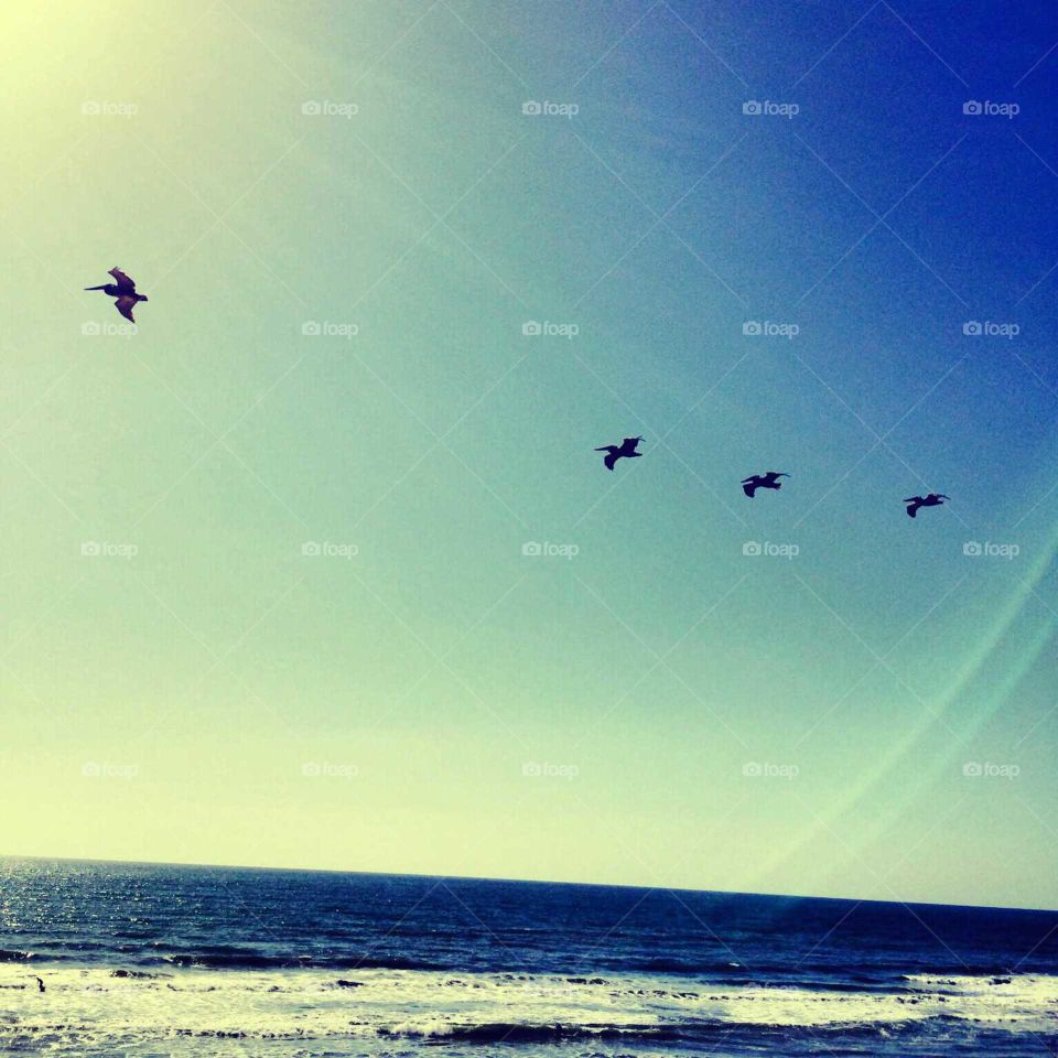 Pelicans gracefully soaring above at the beach. Oceanside,  California to Carlsbad. love the Ocean.