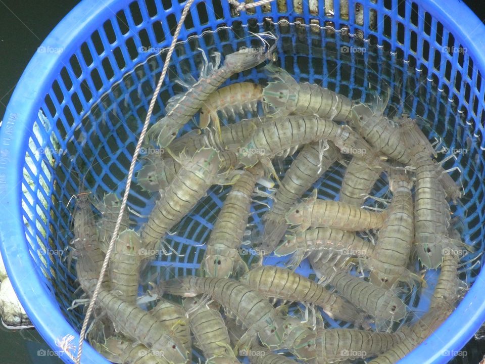 Fresh Shrimp 