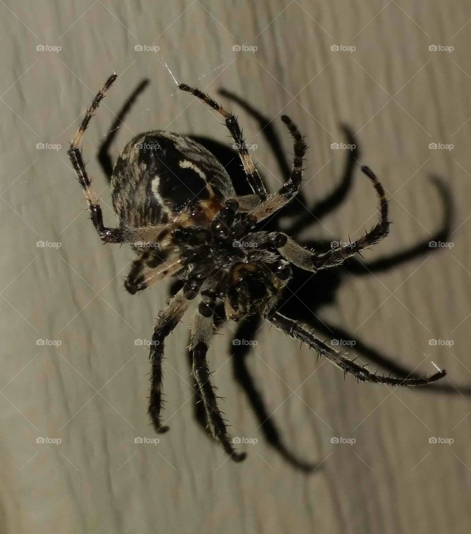 up close under side of spider