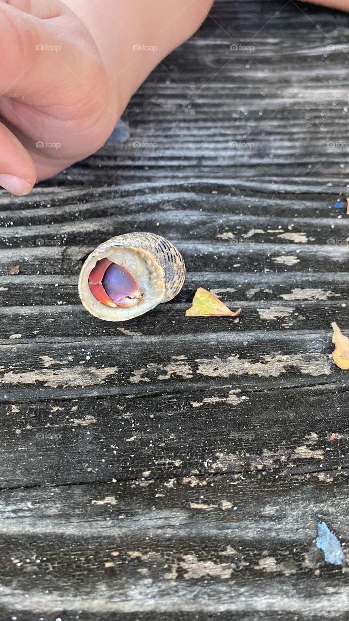 A purple and red hermit crab is seen inside its shell while sitting on a wooden picnic table. The red claw is coming out of the shell. 