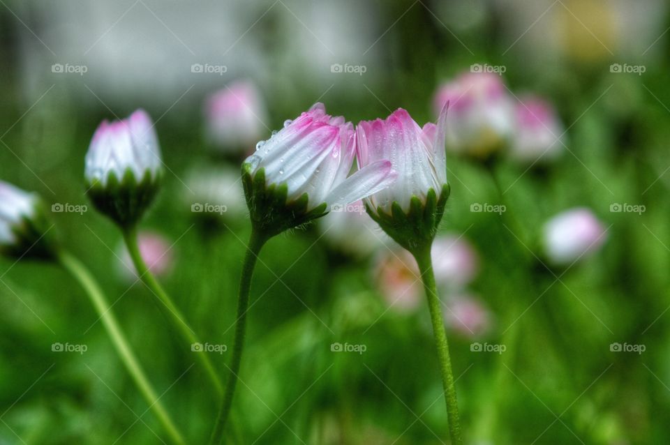 Nature, Flower, Summer, Flora, Garden