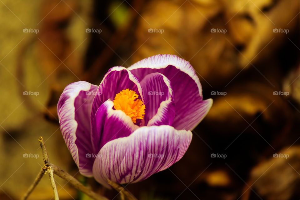 Crocus blooming