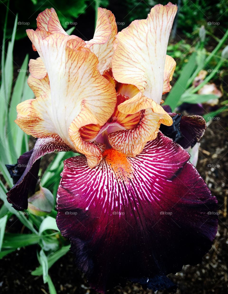 Close-up of iris flower
