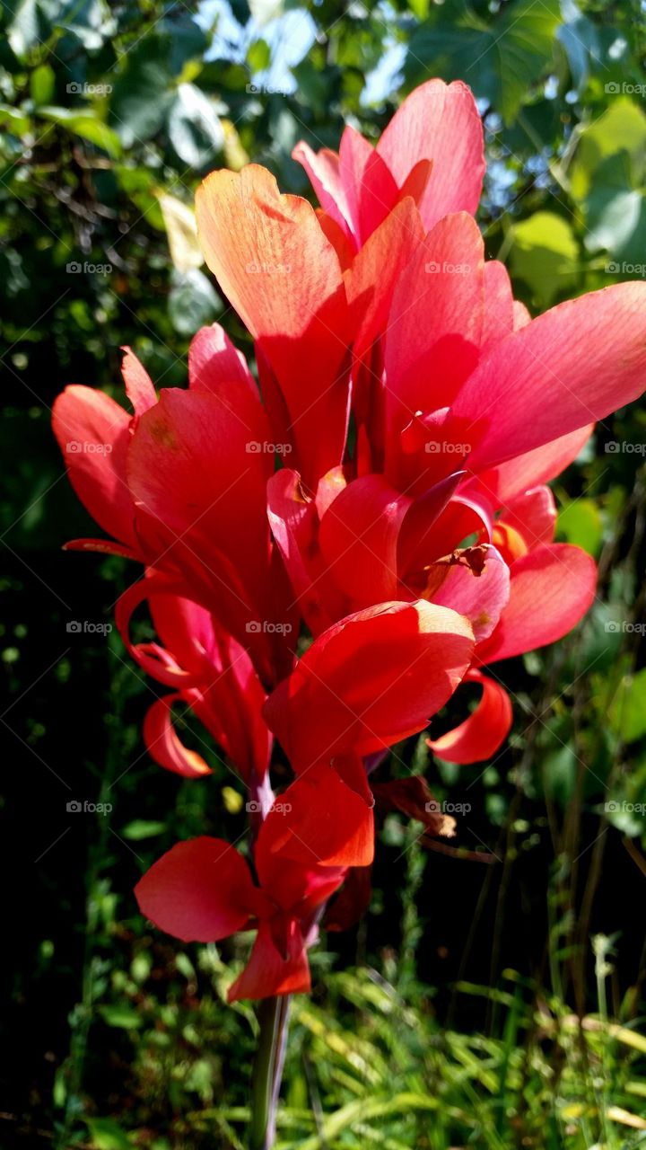 magenta flower