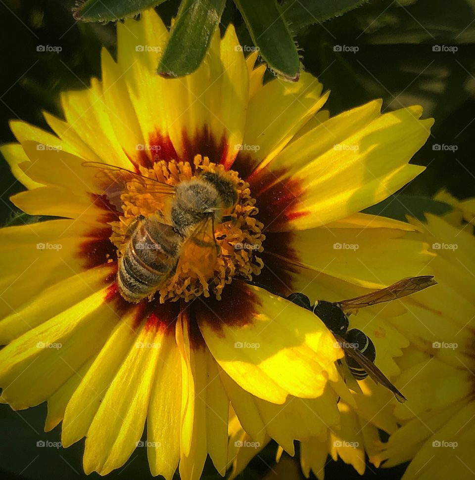 Showdown between a bee and a wasp