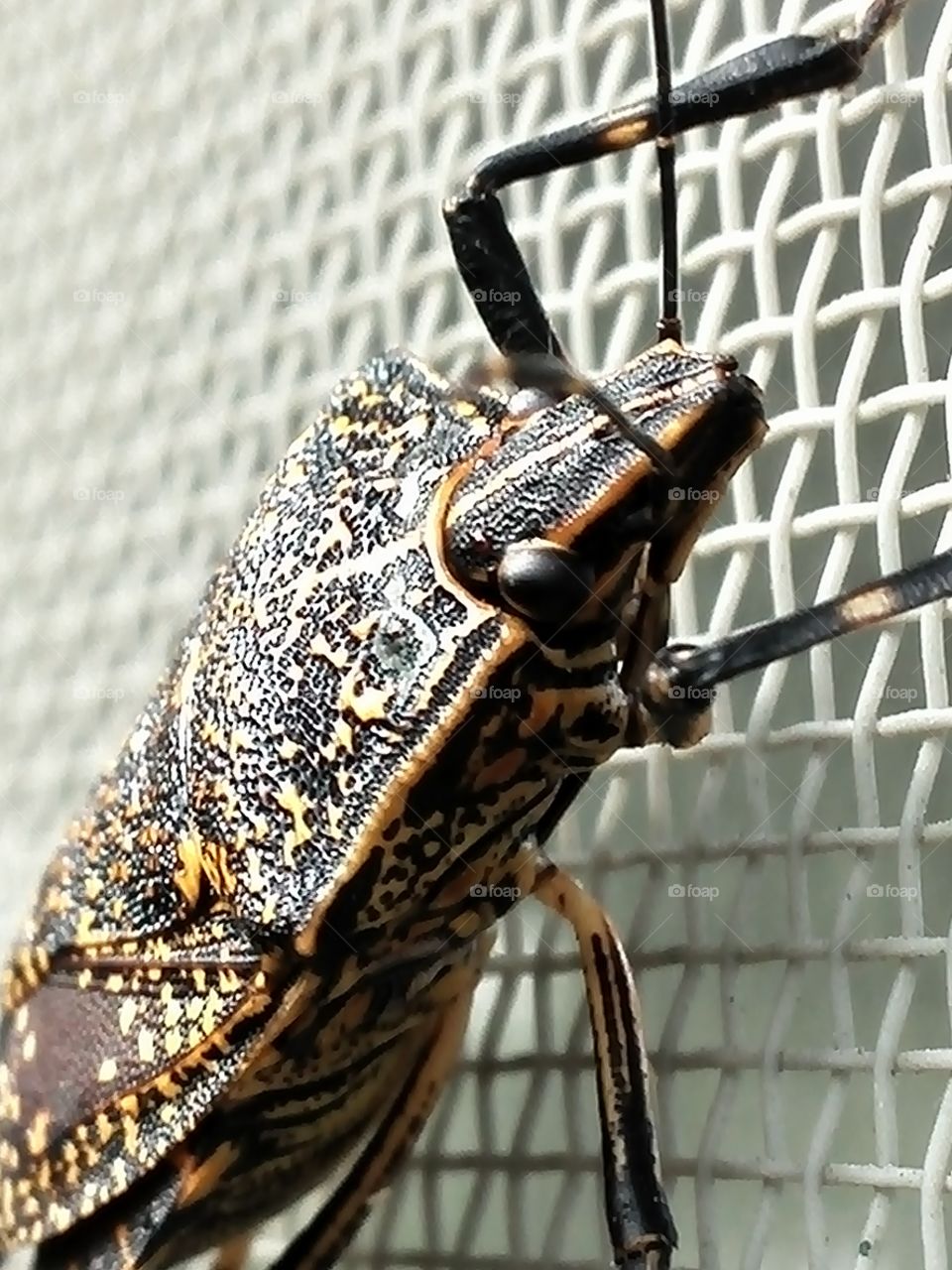 Golden bug (Erthesina fullo, kimadarakamemushi)