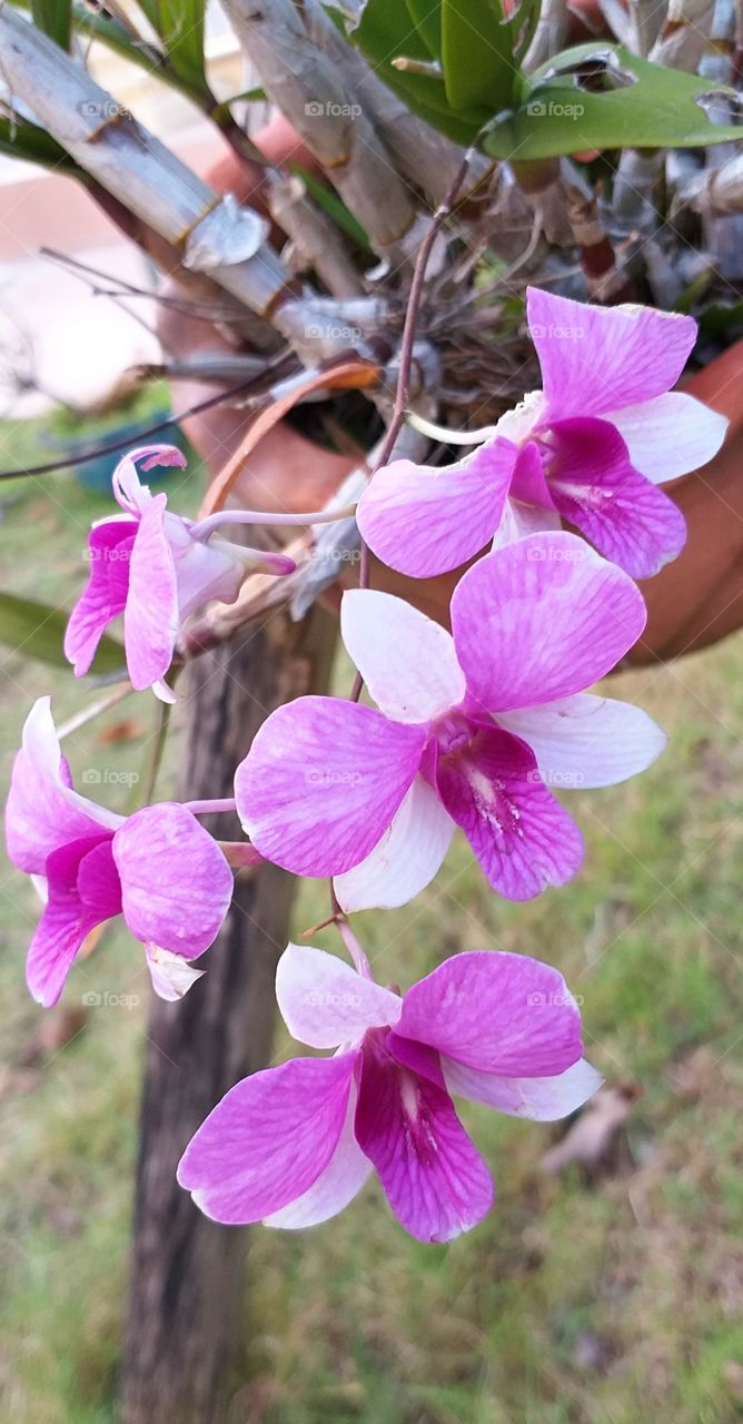 beautiful orchid. pink and white flower.