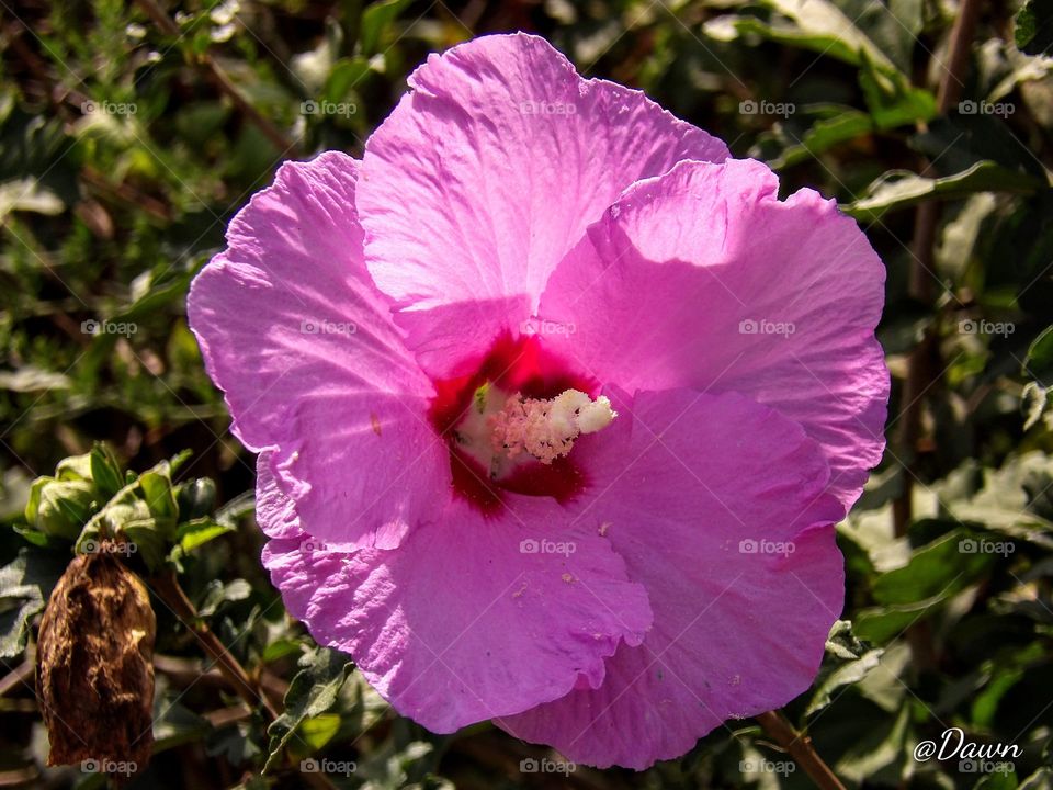 Hibiscus