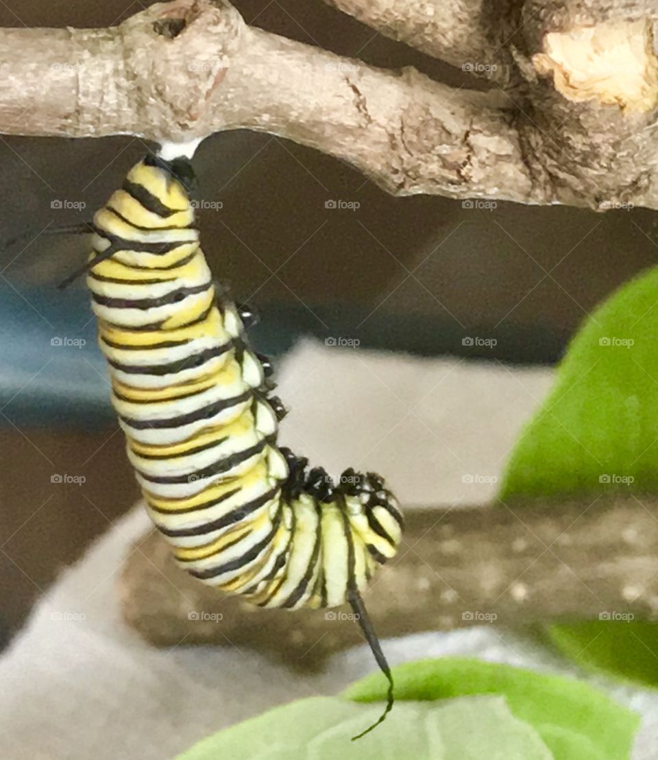 J Formation of the monarch butterfly caterpillar beginning to form